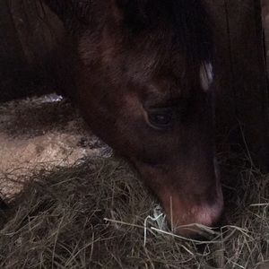 Looking for western saddle pads